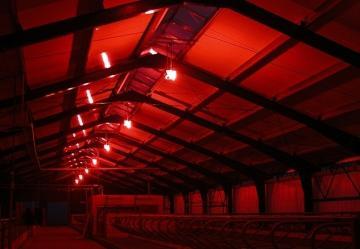 Veilleuse orion led éclairage led de surveillance - agriest elevage_3