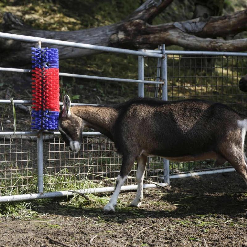 Kerbl brosse à gratter pour bétail 50 cm 293100 423473_3