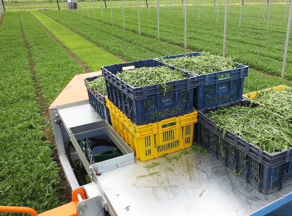 Récolteuse automotrice sur roues - Ortomec SRL - largeur de la tête de coupe de 90 à 180 cm - adaptée pour légumes à feuilles_3