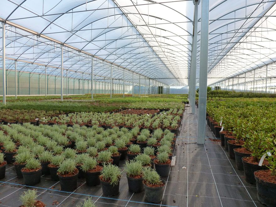 Structure de serre avec poteaux espacés pour meilleure luminosité