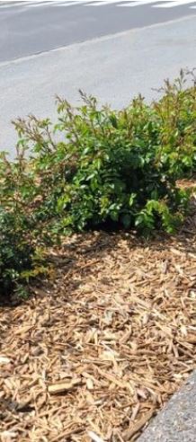 Paillage en bois - Copeaux de bois naturel - Conditionnement en big bag 1000L ou vrac_3