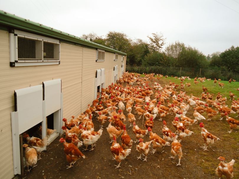 Bâtiment avicole en kit modulable et déplaçable - 21 à 210 m² - COQUELIN BATIMENT_3