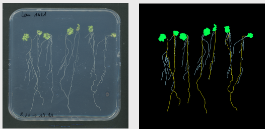 Phenoaixpert - phénotypage - lemnatec_3
