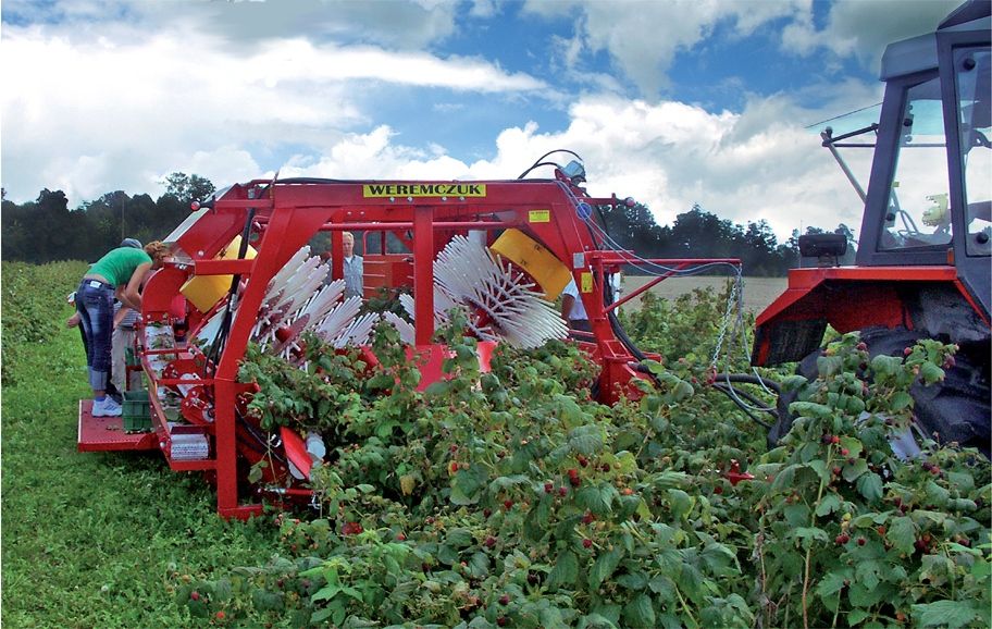 Récolteuse pour framboises avec système de secoueurs en V