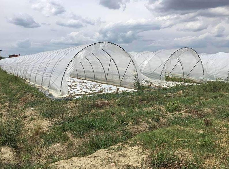 Serre tunnel  à travée unique - Montage et démontage rapides - conçue pour la Production horticole - Tunneleasy_3