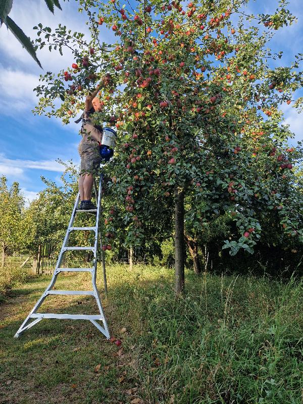 Plateforme de cueille - 4,1m - 1.64x1.05x1.42 - 8,4 kg - Fabrication Française - Référence 872011_3