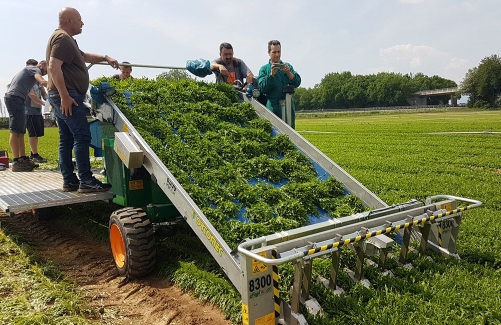 Récolteuse de persil optimal green line 2 - ortomec srl_3