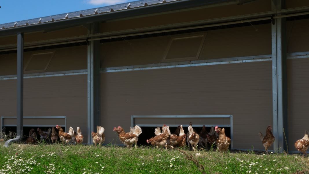 Bâtiment d'élevage deux pentes en profil acier galvanisé, pouvant accueillir des panneaux photovoltaïques en toiture_3