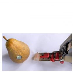 Etiqueteuse de fruits professionnelle - RÉF. DGP02-ET - pour poires, pommes, tomates, kiwis et autres fruits_3