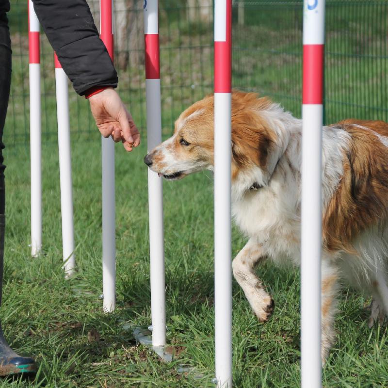 Pack initiation 4 jeux parcours canin panneau offert_3