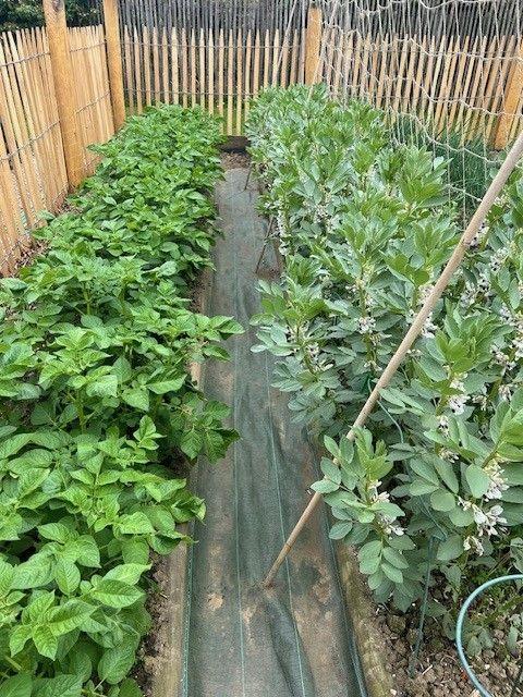 Toile de paillage étroite verte - 50cm, 7 kg_3