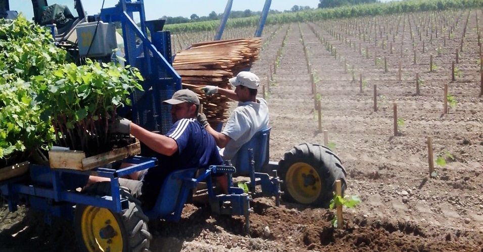 Oliva i - planteuse - vinomatos_3