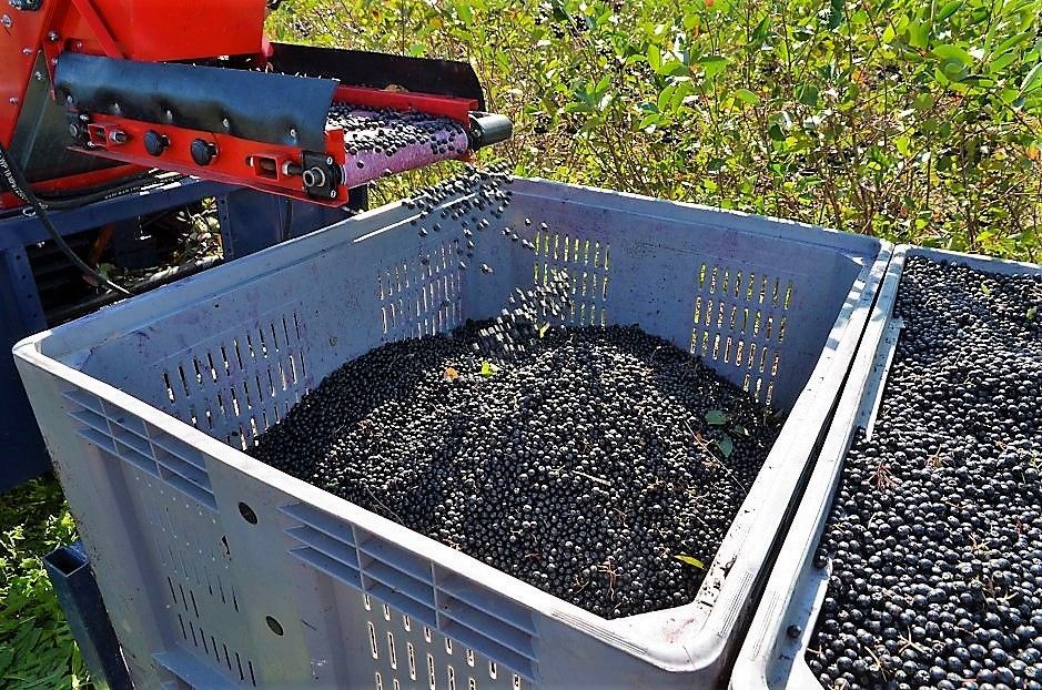 Récolteuse simple et modulaire pour plantations d'aronia