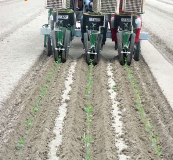 Fast electronic - Planteuse électronique Fedelemario - Inter-rangs réglable à 25 cm_3