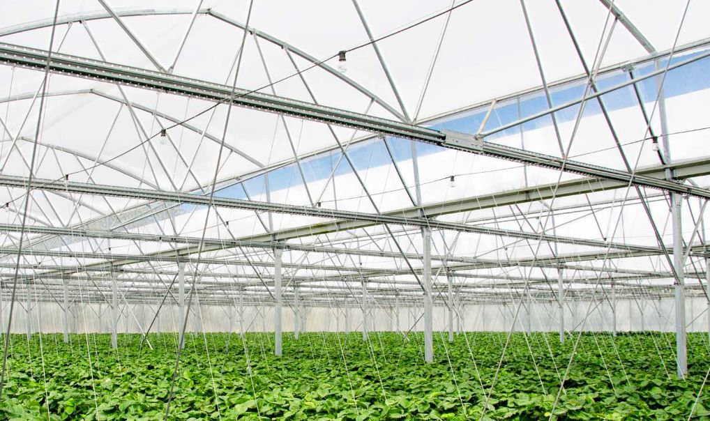 Serre du soleil levant Asy-starter pour meilleure hygrométrie