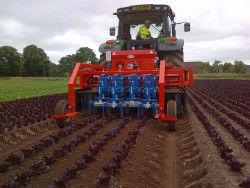 Bineuse automatique à lames réglables pour sarclage de précision