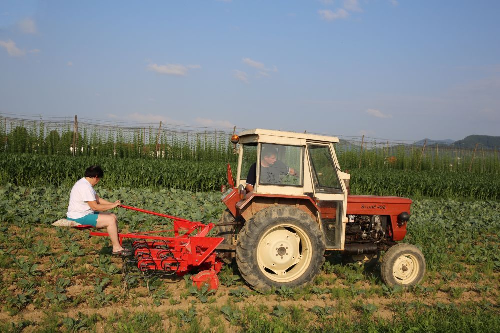 Bineuse agricole avec dispositif de distributeur d'engrais - Tehnos - largeur entre les rangs 60-75 cm_3