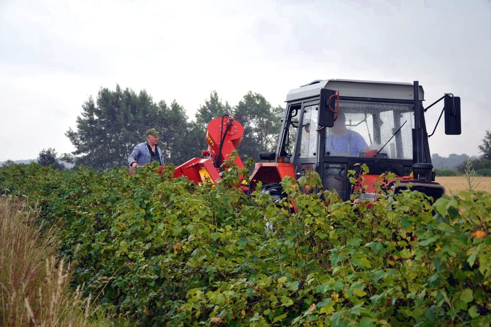 Récolteuse à baies JOANNA-4 ECO - Weremczuk - 40 CH - Productivité 0,15-0,25 ha/h - Capacité 1150 kg_3