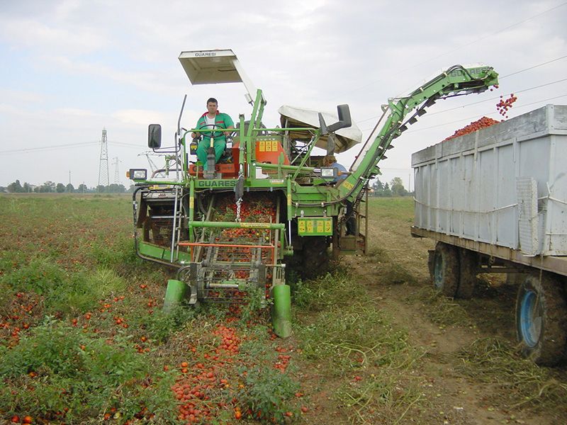 Récolteuse à tomates g 89/93 ms 32