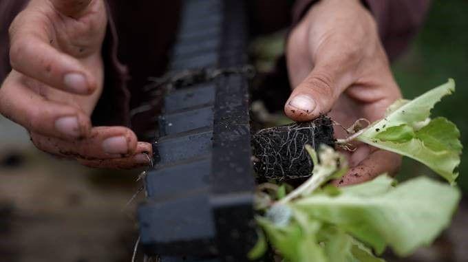 Winstrip  - lot de 5 plaques de semis - winstrip 50, 50, L4,06xl4,06xh6,91cm_3