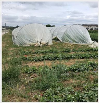 Système de serre tunnel avec sangle de tension pour rigidité