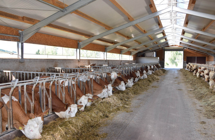 Etable pour bovin conçue selon les normes les plus modernes_3