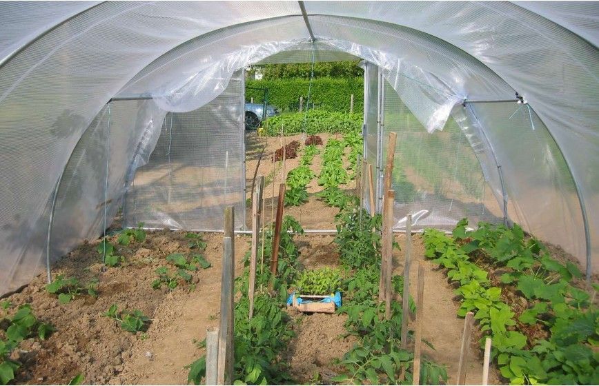 Serre pour légumes à deux portes pivotantes pour une aération naturelle et une accessibilité optimale - Largeur 6m - ABRI LEGUMES_3