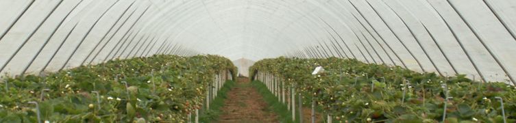 Films de couverture de serre longue durée - Agripolyane - Celloclim® et stabilisants UV_3