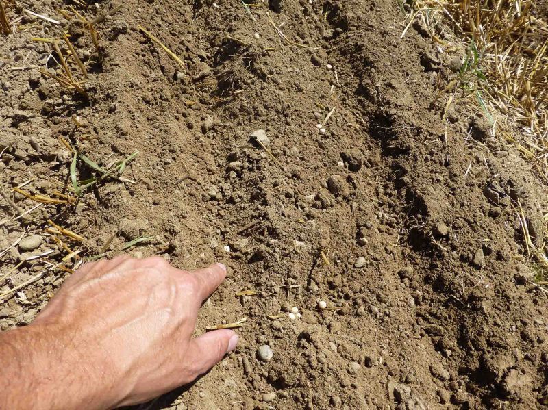 Duo Drill - Baertschi - Semoir en ligne avec épandeurs d'engrais pour cultures spéciales_3