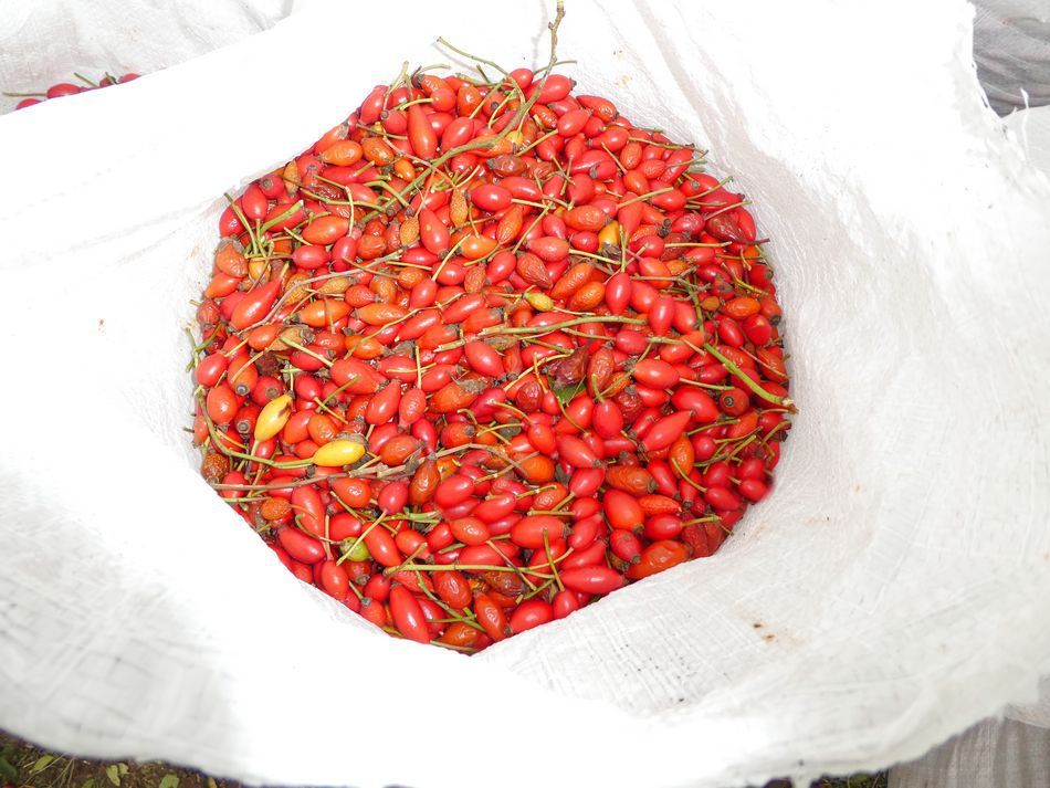 Récolteuse à baies JOANNA 4 - WEREMCZUK - puissance minimale 40 HP - productivité 0,15 à 0,25 ha/h - capacité 1150 kg_3