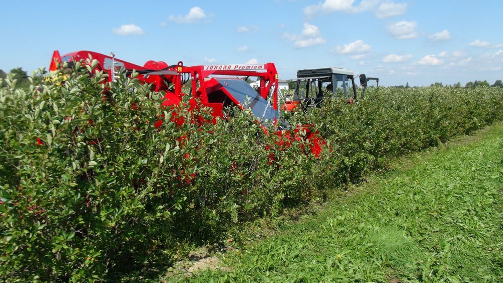 Récolteuse à groseille et fruits JOANNA PREMIUM - WEREMCZUK - Puissance minimale 55 CH - Productivité 0,20-0,35 ha/h - Capacité 1150 kg_3