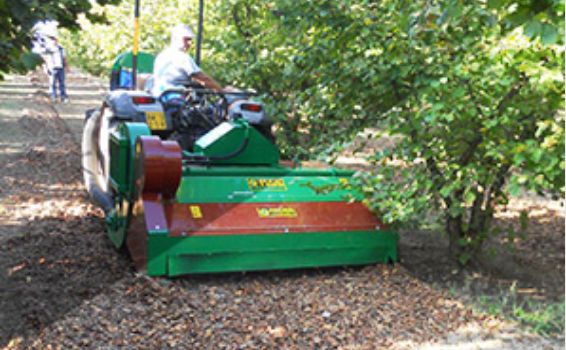 Récolteuse mécanique MEK 1800 - Facma S.R.L - capacité de récolte 350 kg/h - pour fruits en coquille avec nettoyage intégré_3