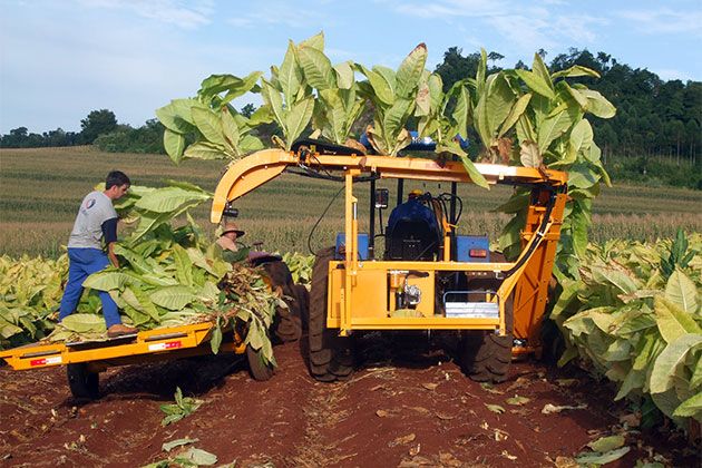 Récolteuse de tabac rmtd - kirpy - largeur de travail 3.85 m_3