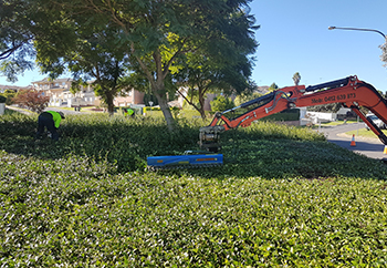 Taille-haie hydraulique AugerTorque - Pour porteurs de 1,5 à 8T - Longueur de coupe 1,5m - Dents remplaçables_3