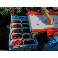Récolteuse de framboises JAREK 5R - Jagoda JPS, avec système de nettoyage et tête spéciale_3