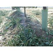 Andaineur BV15 Elite Oil - machine spéciale pour plantations d'olives super intensives - largeur de travail 4,46 m_3