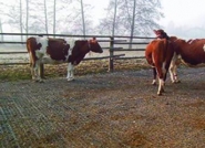 E 40 dalle de stabilisation - agriest elevage_3