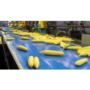 25T10 Securev+ - Bandes transporteuses à entraînement positif - Martial Babin - Faible allongement et armature Kevlar_3