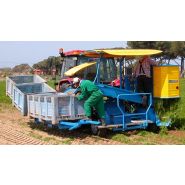 Récolteuse de carottes CF 300 - Carpi Meccanica S.N.C - mono-rang demi-portée, courroies, système de tri hydraulique_3