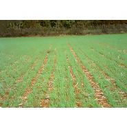 Semoir agricole avec trémie frontale et chisel