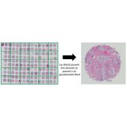 Objectifs : série cfi plan apochromat lambda d_3