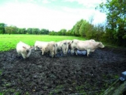 Raster dalle de stabilisation - Agriest Élevage - préventive pour sols boueux_3