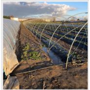 Serre pour maraîchers avec solide faitière centrale