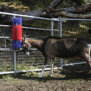 Kerbl brosse à gratter pour bétail 50 cm 293100 423473_3