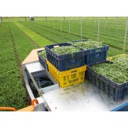 Récolteuse automotrice sur roues - Ortomec SRL - largeur de la tête de coupe de 90 à 180 cm - adaptée pour légumes à feuilles_3