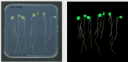 Phenoaixpert - phénotypage - lemnatec_3