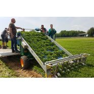 Récolteuse de persil optimal green line 2 - ortomec srl_3