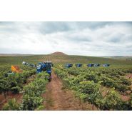 Vendangeuse équipée de 2 bennes de 3200 litres