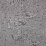 Vidaxl planches de plancher pvc non auto-adhésif 4,46 m² marron ciment 146583_3