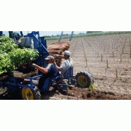 Oliva i - planteuse - vinomatos_3